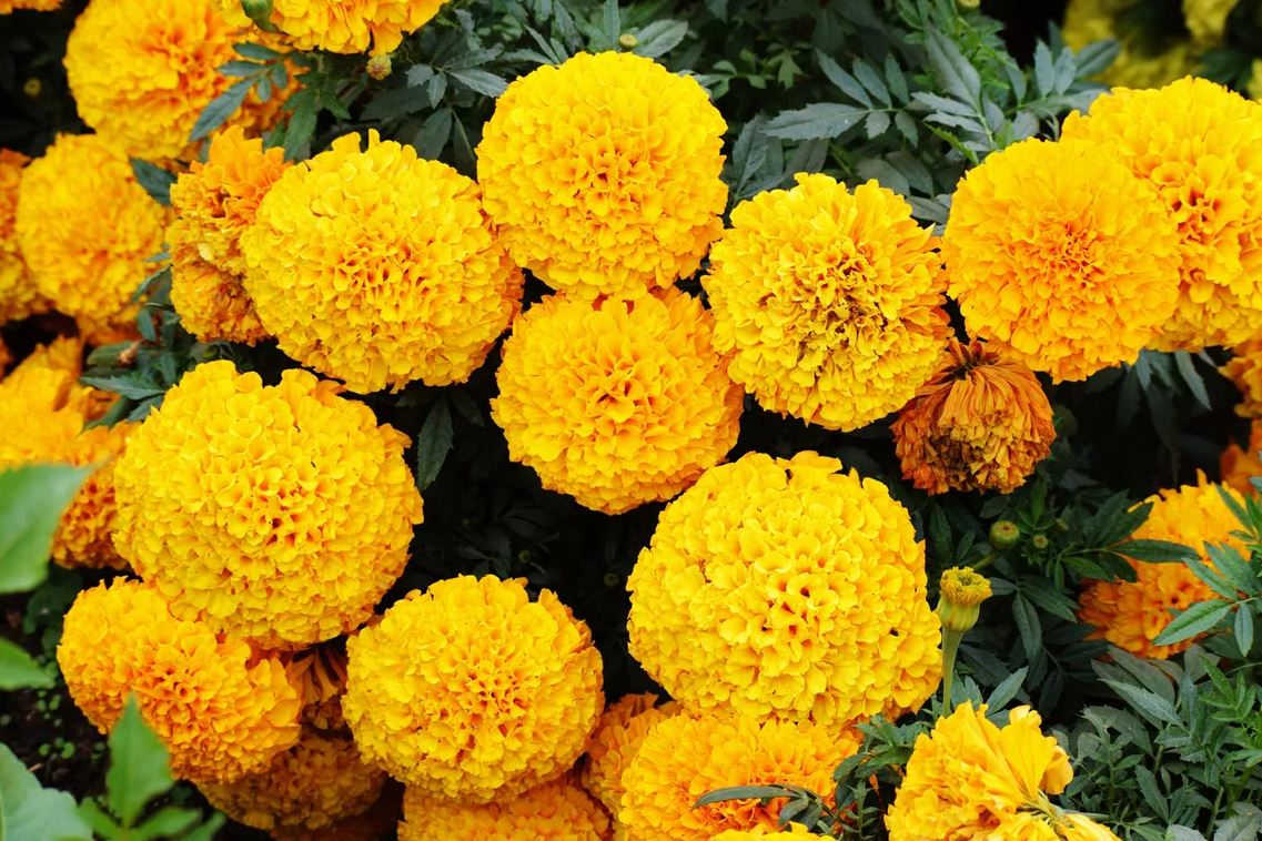 8 loài cây là "khắc tinh" của rắn- Ảnh 1. 8 loài cây là "khắc tinh" của rắn- Ảnh 1.