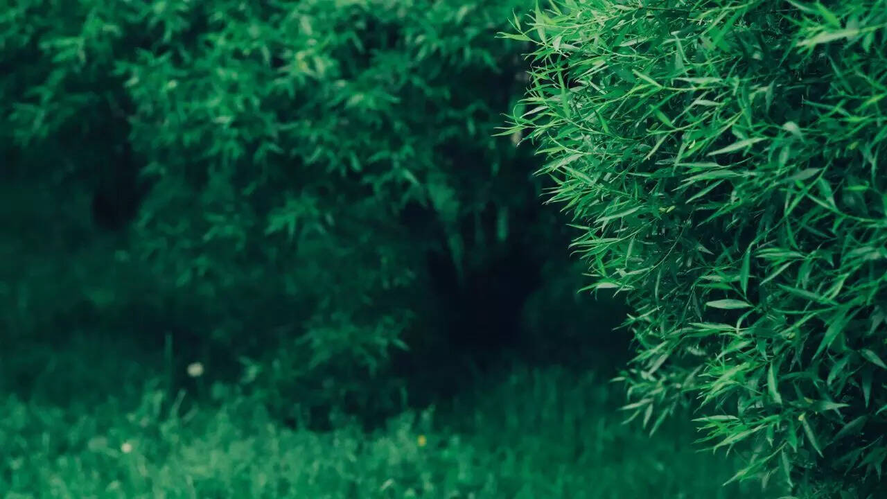 5 thứ quanh nhà dễ dụ rắn đến và cách khắc phục hiệu quả- Ảnh 3. 5 thứ quanh nhà dễ dụ rắn đến và cách khắc phục hiệu quả- Ảnh 3.