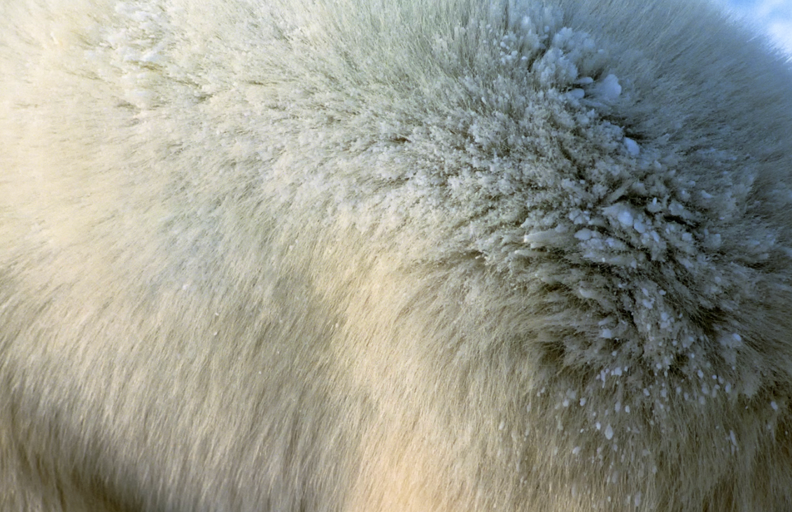 Mấy sợi lông êm mượt này có thể cứu giúp nhân loại- Ảnh 1.