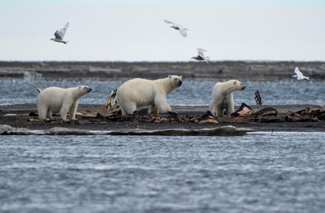 Mấy sợi lông êm mượt này có thể cứu giúp nhân loại- Ảnh 2.