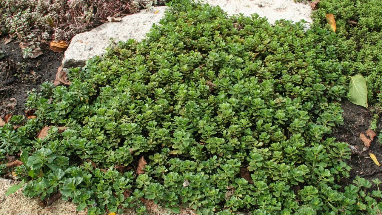 5 thứ quanh nhà dễ dụ rắn đến và cách khắc phục hiệu quả- Ảnh 2. 5 thứ quanh nhà dễ dụ rắn đến và cách khắc phục hiệu quả- Ảnh 2.