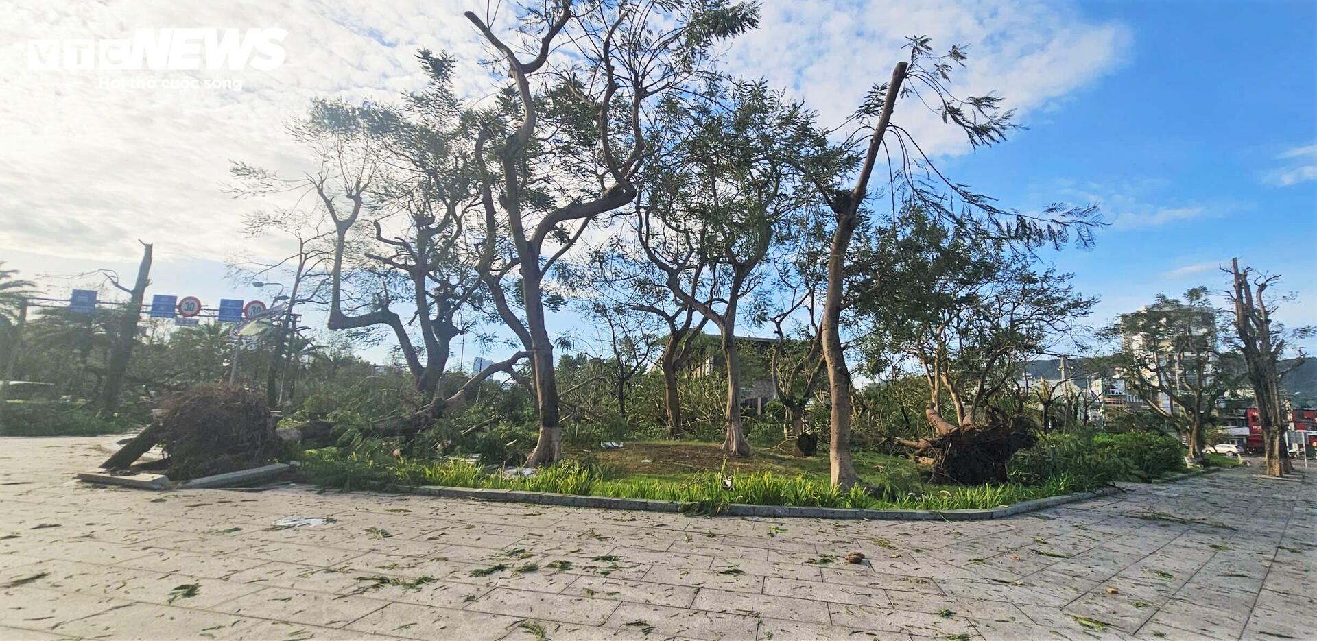 Gia Lai tan hoang sau bão Kalmaegi: Nhà tốc mái đổ sập, cây bật gốc hàng loạt- Ảnh 12.