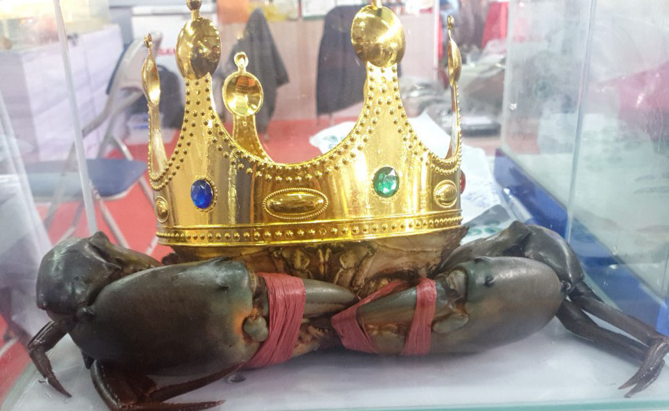 "Vua cua" Cà Mau năm 2022 giờ ra sao?- Ảnh 1. "Vua cua" Cà Mau năm 2022 giờ ra sao?- Ảnh 1.