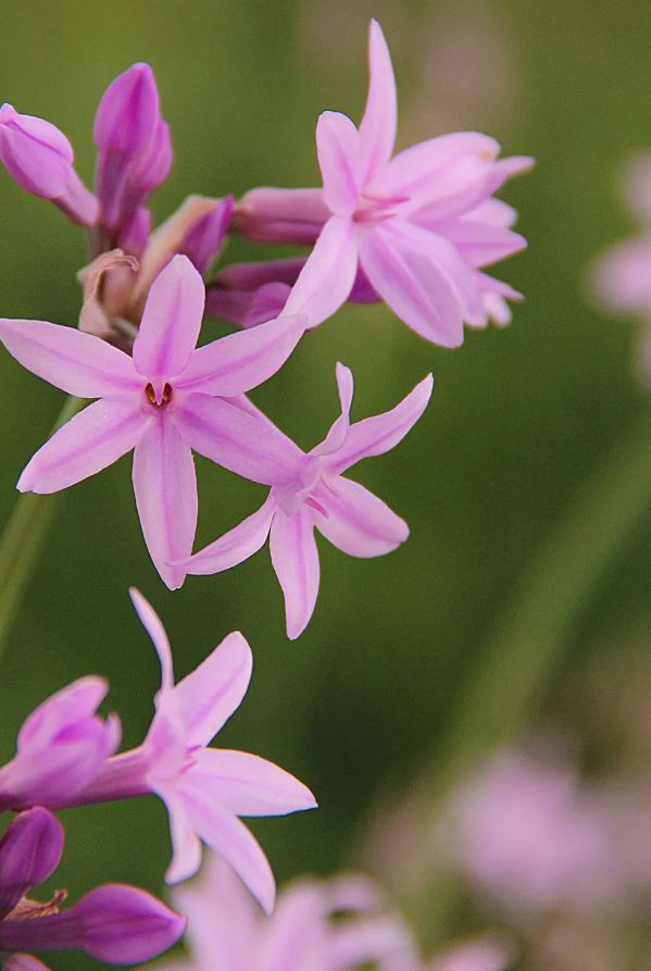 8 loài cây là "khắc tinh" của rắn- Ảnh 6. 8 loài cây là "khắc tinh" của rắn- Ảnh 6.