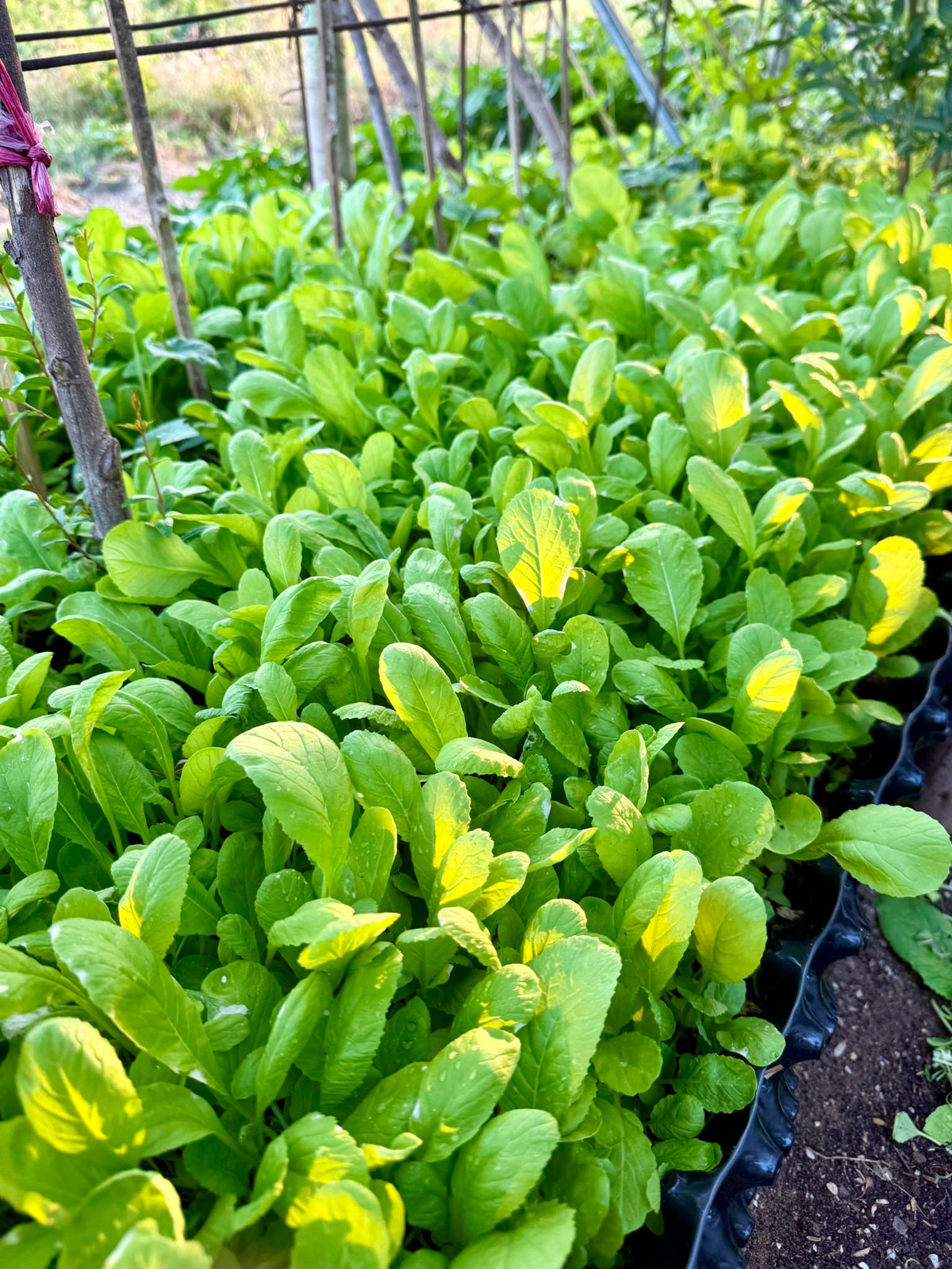 Bay màu danh xưng “nữ đại gia quận 7” của Đoàn Di Băng- Ảnh 11. Bay màu danh xưng “nữ đại gia quận 7” của Đoàn Di Băng- Ảnh 11.