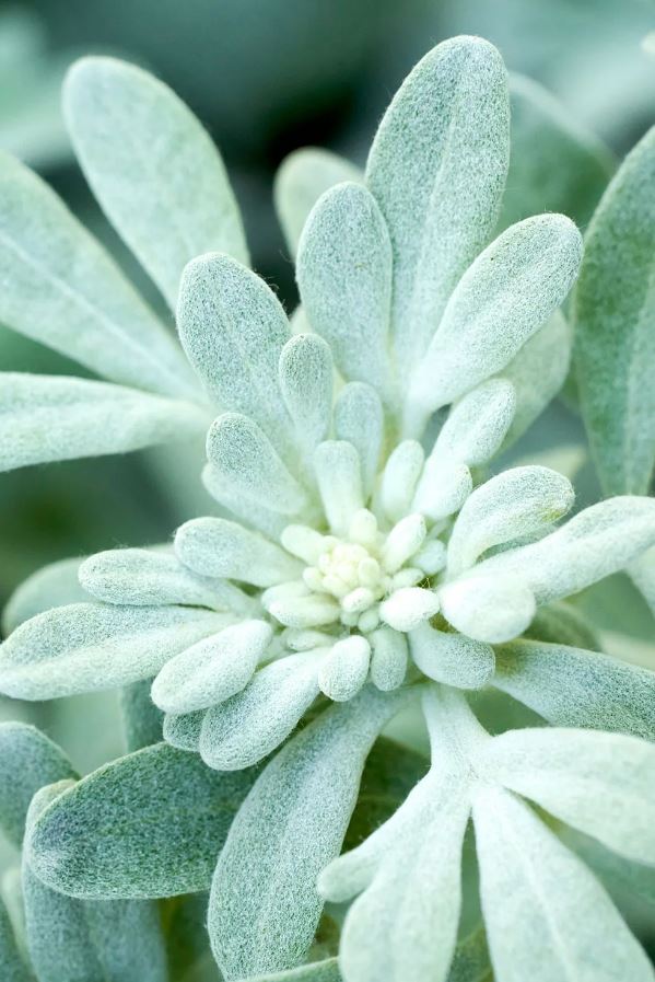 8 loài cây là "khắc tinh" của rắn- Ảnh 7. 8 loài cây là "khắc tinh" của rắn- Ảnh 7.