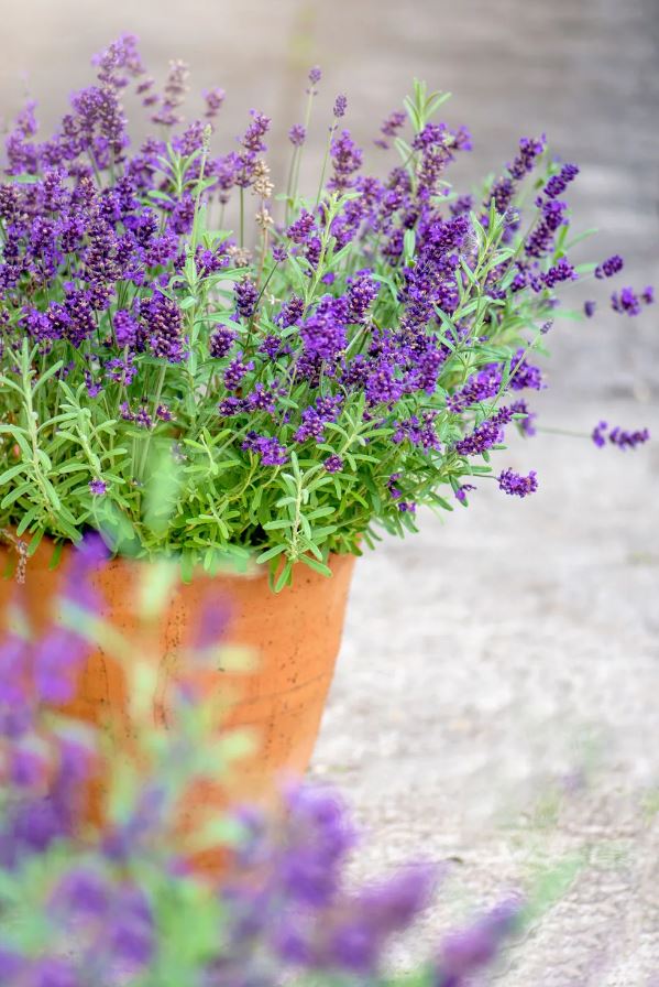 8 loài cây là "khắc tinh" của rắn- Ảnh 3. 8 loài cây là "khắc tinh" của rắn- Ảnh 3.