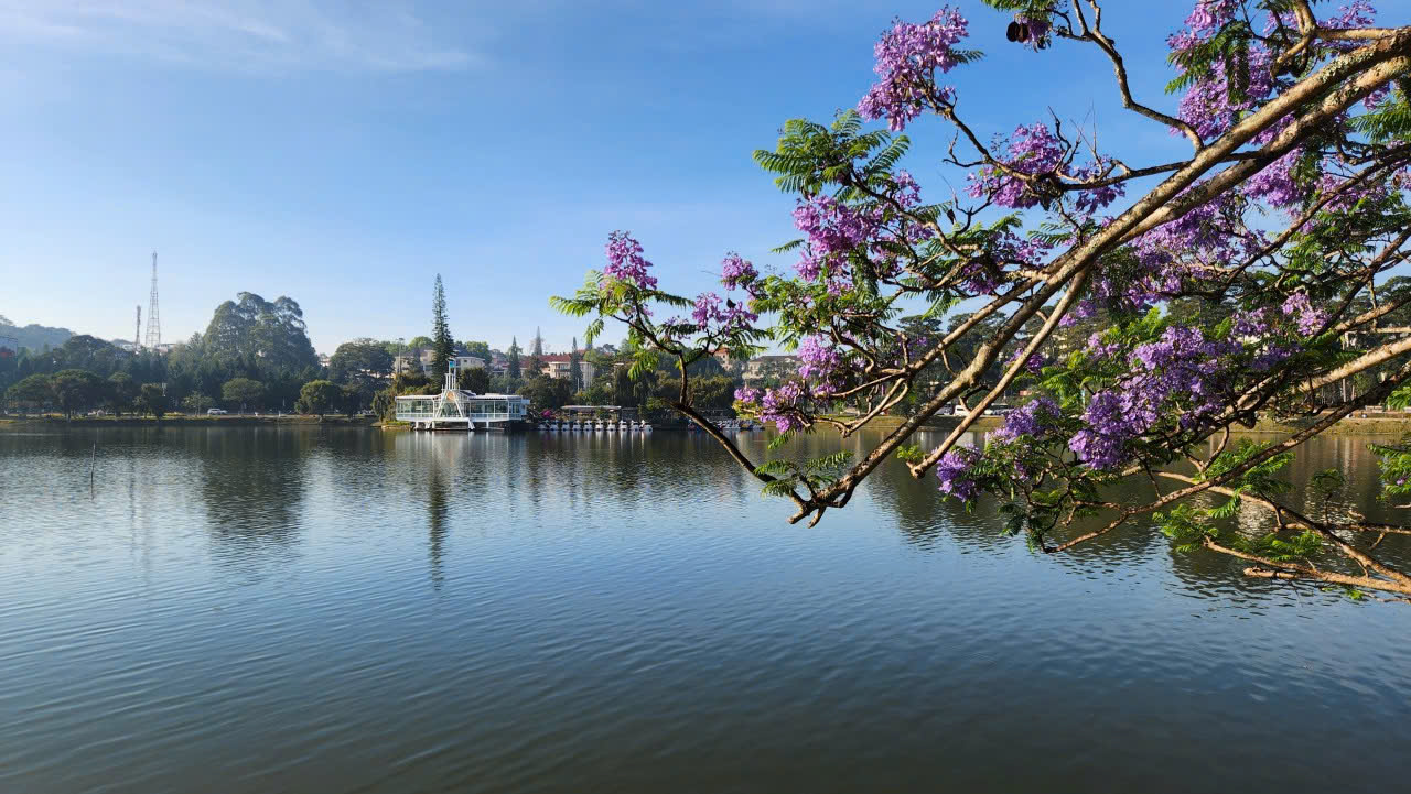 Ảnh hưởng bão số 13, cây phượng tím quý giá, đẹp nhất Đà Lạt bật gốc- Ảnh 3. Ảnh hưởng bão số 13, cây phượng tím quý giá, đẹp nhất Đà Lạt bật gốc- Ảnh 3.