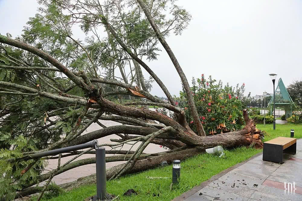 Ảnh hưởng bão số 13, cây phượng tím quý giá, đẹp nhất Đà Lạt bật gốc- Ảnh 1. Ảnh hưởng bão số 13, cây phượng tím quý giá, đẹp nhất Đà Lạt bật gốc- Ảnh 1.