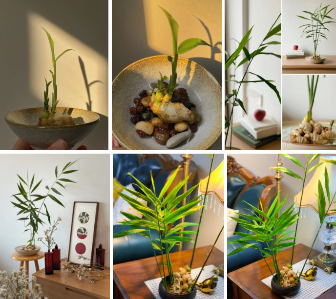 Thú trồng gừng bonsai trải dài từ MXH Trung về đến MXH Việt, ai cũng mê mẩn vì vừa làm sạch không khí vừa "hút tài lộc ầm ầm"- Ảnh 4.