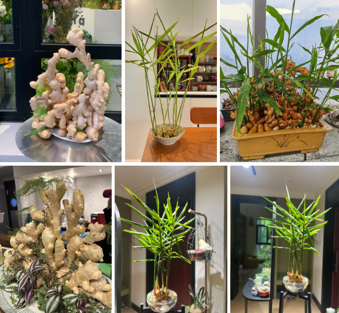 Thú trồng gừng bonsai trải dài từ MXH Trung về đến MXH Việt, ai cũng mê mẩn vì vừa làm sạch không khí vừa "hút tài lộc ầm ầm"- Ảnh 5.
