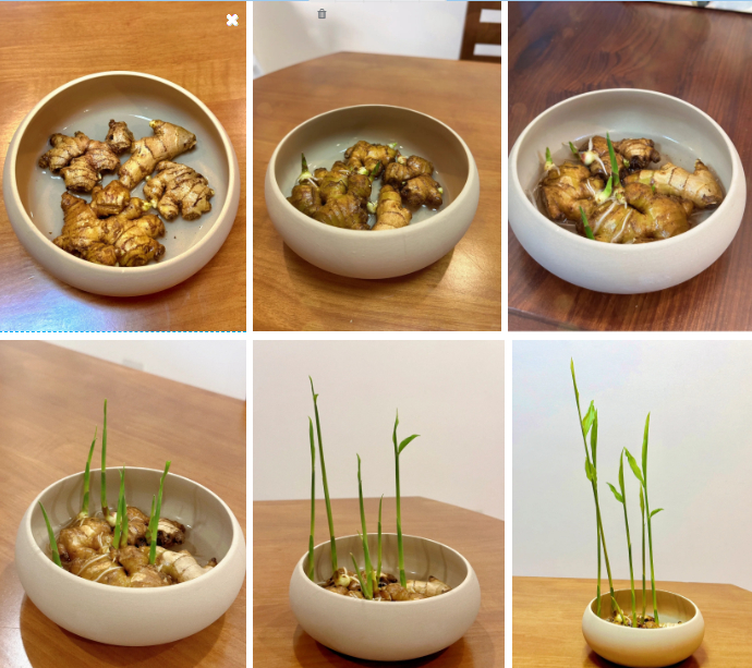 Thú trồng gừng bonsai trải dài từ MXH Trung về đến MXH Việt, ai cũng mê mẩn vì vừa làm sạch không khí vừa "hút tài lộc ầm ầm"- Ảnh 6.