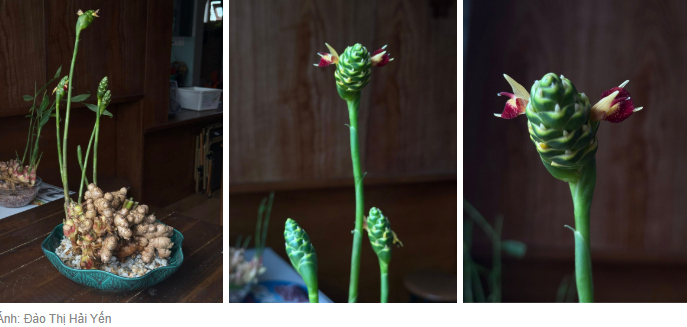 Thú trồng gừng bonsai trải dài từ MXH Trung về đến MXH Việt, ai cũng mê mẩn vì vừa làm sạch không khí vừa "hút tài lộc ầm ầm"- Ảnh 7.