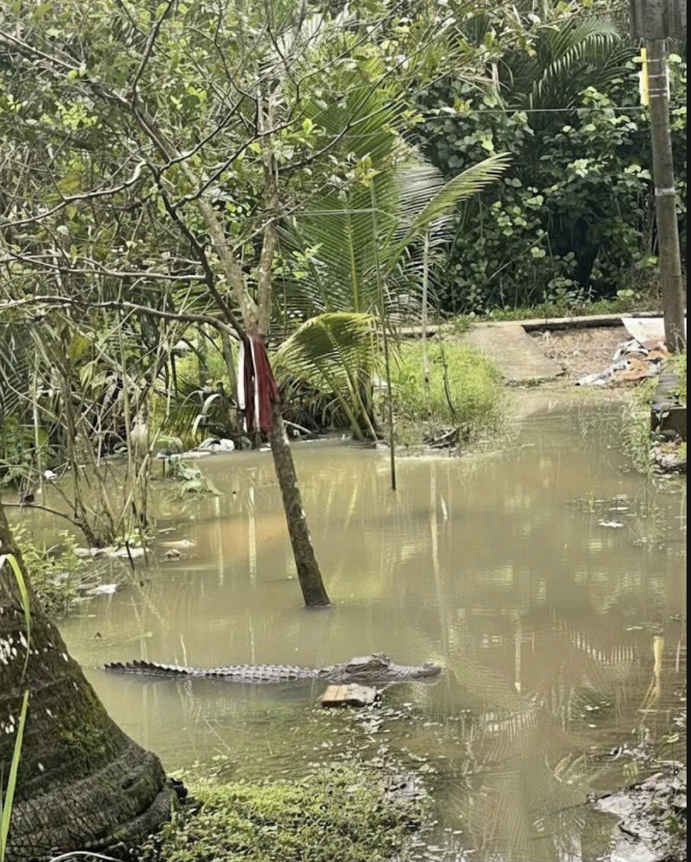 Cần Thơ: Cá sấu xuất hiện sát nhà dân, cơ quan chức năng vào cuộc- Ảnh 1. Cần Thơ: Cá sấu xuất hiện sát nhà dân, cơ quan chức năng vào cuộc- Ảnh 1.