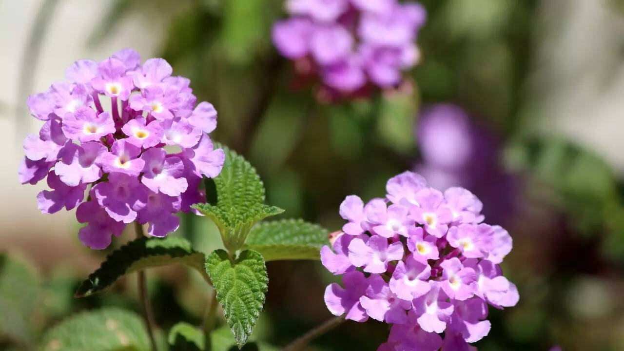 5 thứ quanh nhà dễ dụ rắn đến và cách khắc phục hiệu quả- Ảnh 5. 5 thứ quanh nhà dễ dụ rắn đến và cách khắc phục hiệu quả- Ảnh 5.