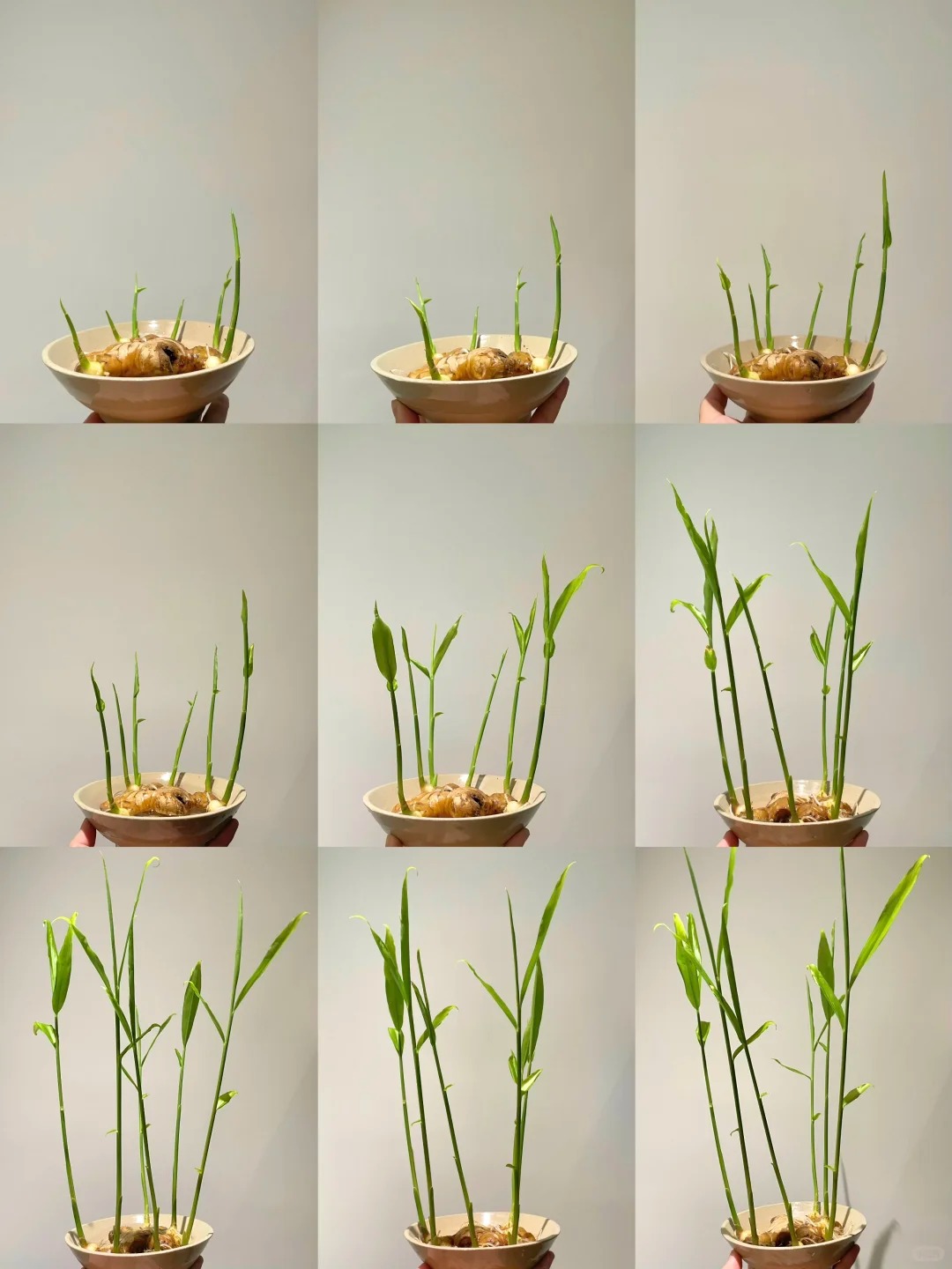 Thú trồng gừng bonsai trải dài từ MXH Trung về đến MXH Việt, ai cũng mê mẩn vì vừa làm sạch không khí vừa "hút tài lộc ầm ầm"- Ảnh 8.