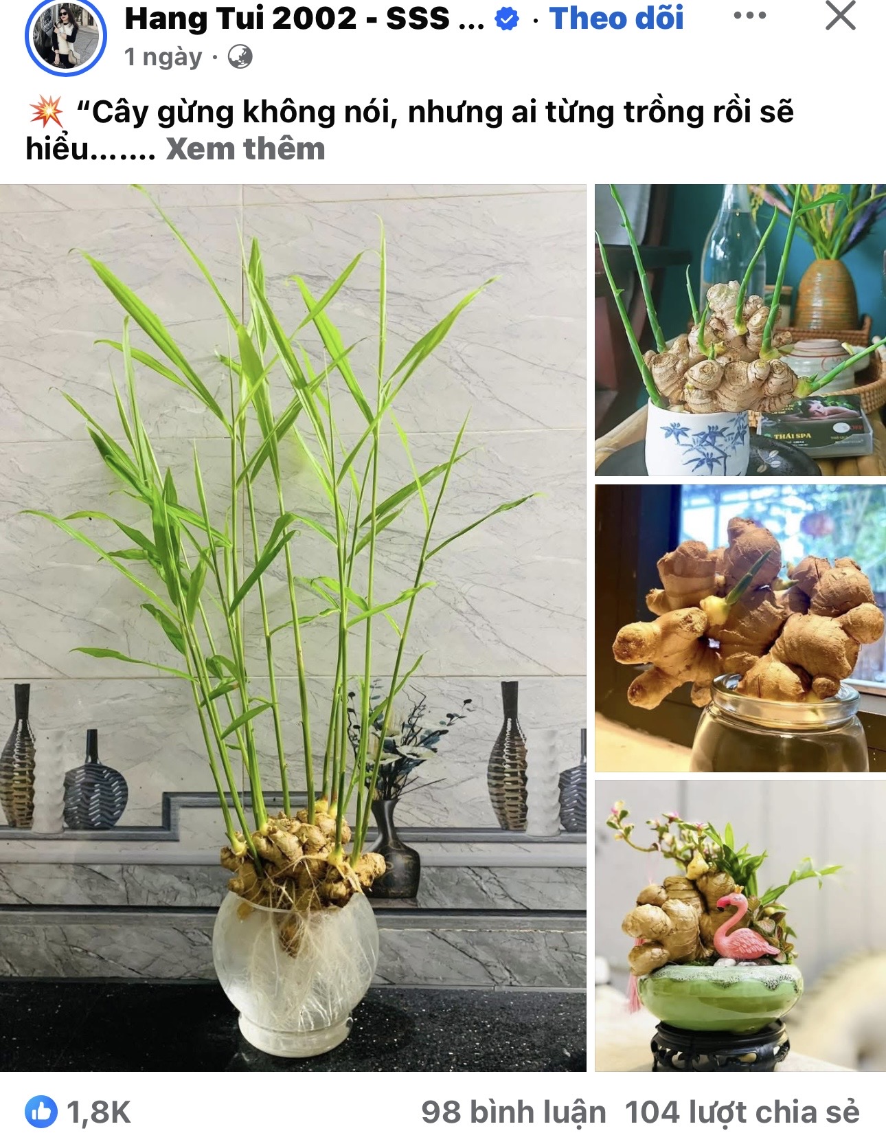 Thú trồng gừng bonsai trải dài từ MXH Trung về đến MXH Việt, ai cũng mê mẩn vì vừa làm sạch không khí vừa "hút tài lộc ầm ầm"- Ảnh 3.