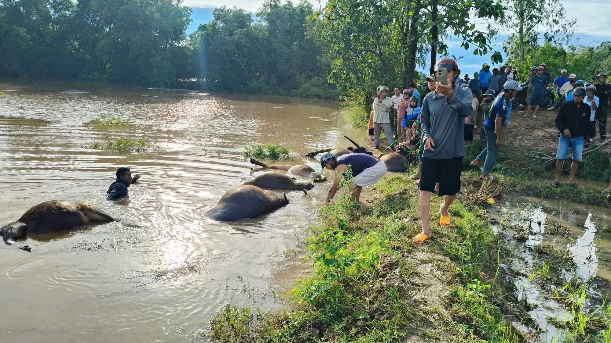 Bão số 13 Kalmaegi: 23 con trâu cột ngoài đồng chết do ngạt nước- Ảnh 2. Bão số 13 Kalmaegi: 23 con trâu cột ngoài đồng chết do ngạt nước- Ảnh 2.