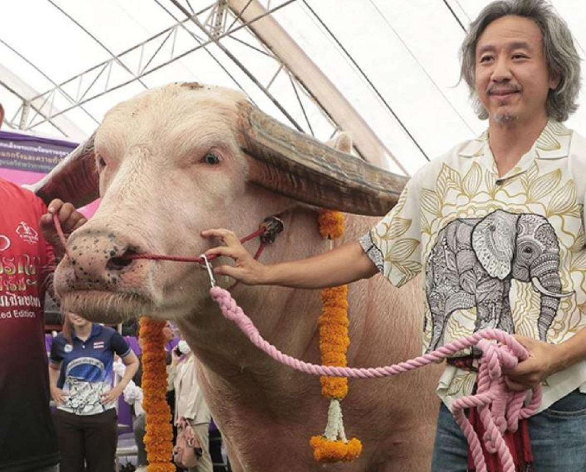 Mang con trâu có màu "lạ" đi bán, người đàn ông "ôm" 12 tỷ đồng về nhà- Ảnh 2.