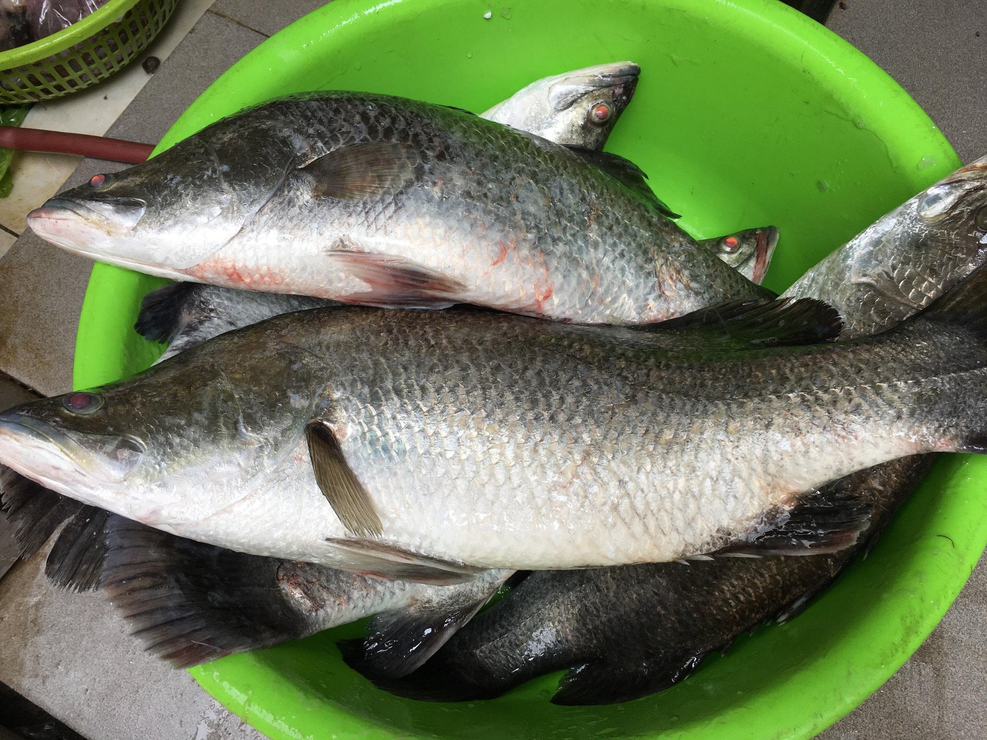 Loại cá được chuyên gia Trung Quốc khen Loại cá được chuyên gia Trung Quốc khen