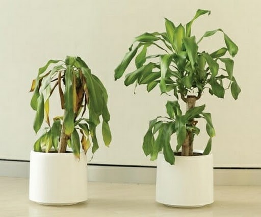 5 thứ trong bếp khiến cuộc sống xui rủi bấp bênh: Bỏ đi càng sớm càng tốt- Ảnh 3.