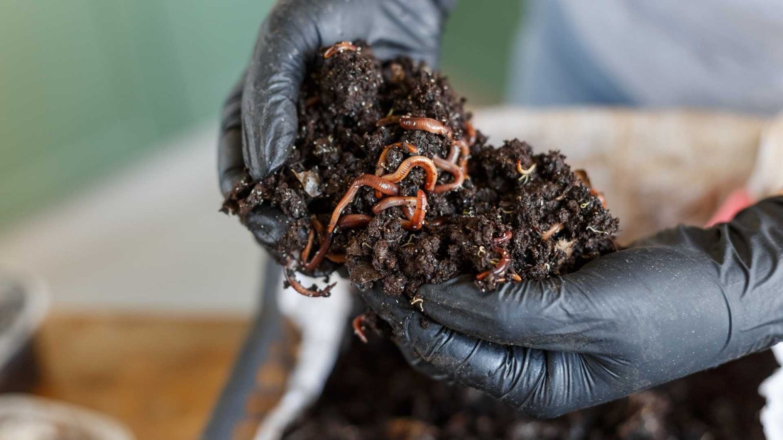 Con vật ăn rác, "thải ra vàng nâu" giúp lão nông dân thu hơn 6,2 tỷ mỗi năm- Ảnh 1. Con vật ăn rác, "thải ra vàng nâu" giúp lão nông dân thu hơn 6,2 tỷ mỗi năm- Ảnh 1.