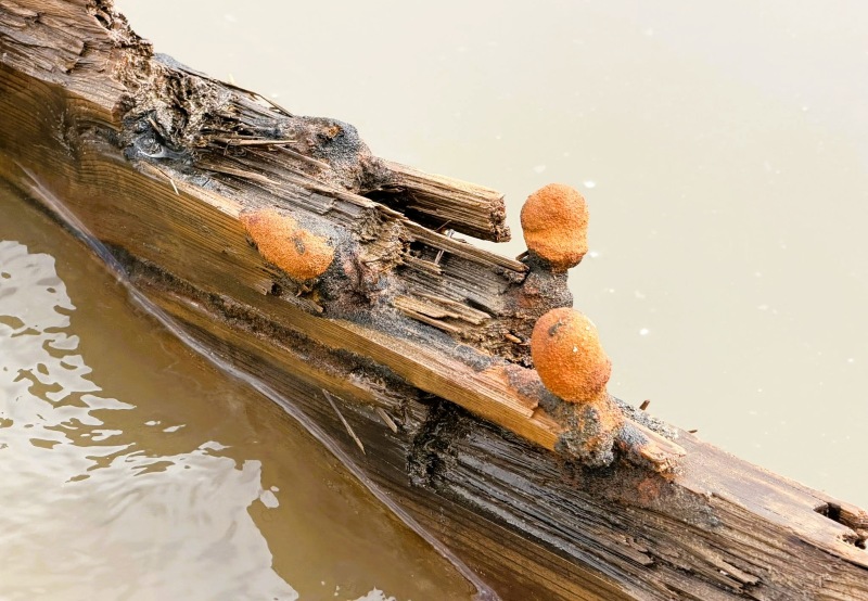 Sau bão Kalmaegi, người dân bất ngờ phát hiện vật lạ dài, báu vật từng mất dấu nay lại hiện rõ mồn một, công nghệ phân tích có gì?- Ảnh 3.