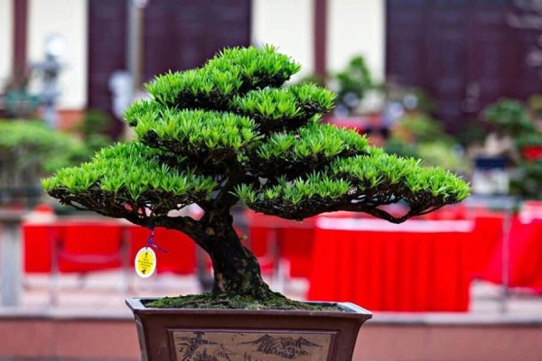 Loài cây Loài cây