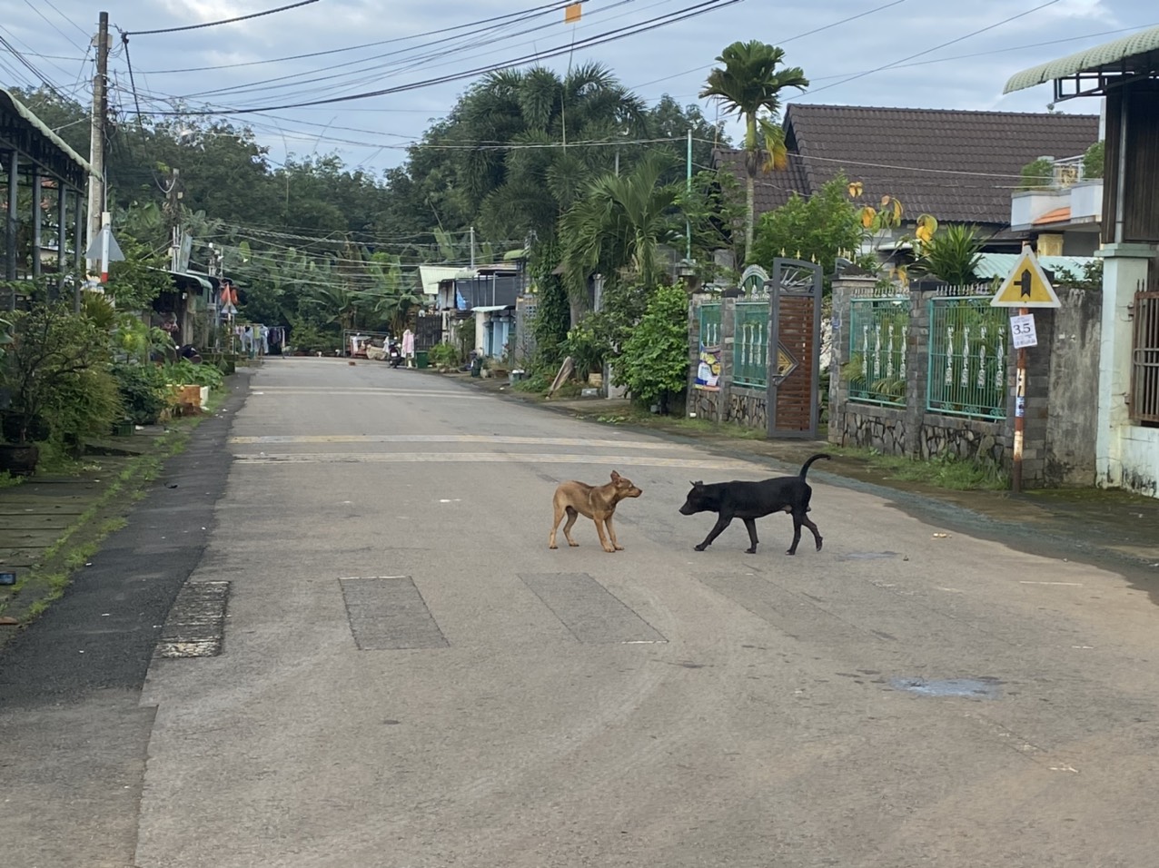 Nam thanh niên không uống được nước, không chịu được tiếng ồn và tử vong sau 20 ngày bị chó cắn- Ảnh 1.
