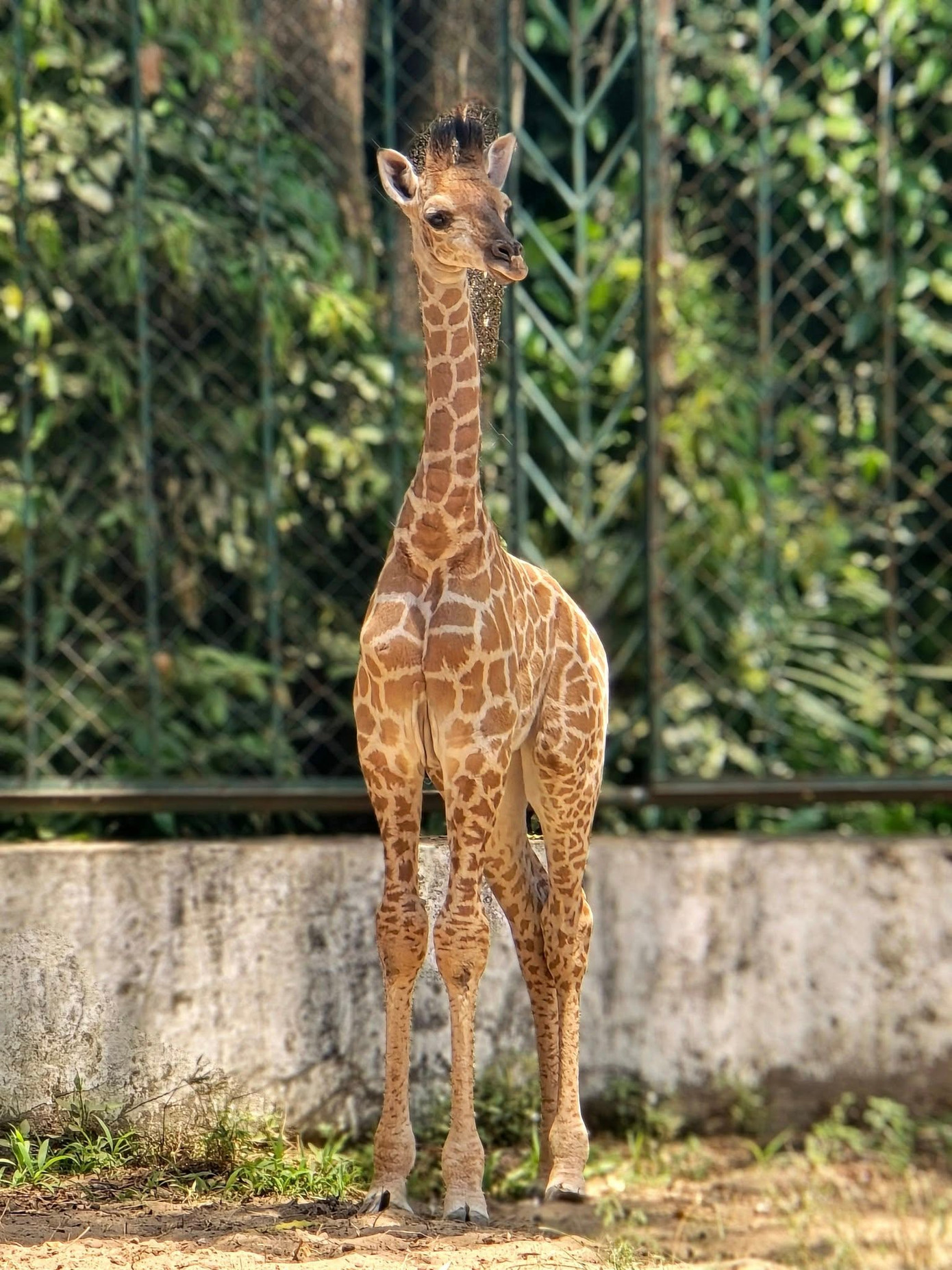 Những 'bé' thú quý hiếm chào đời ở Thảo Cầm Viên Sài Gòn- Ảnh 6.