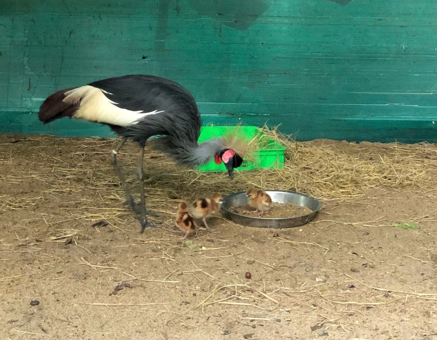 Những 'bé' thú quý hiếm chào đời ở Thảo Cầm Viên Sài Gòn- Ảnh 3.