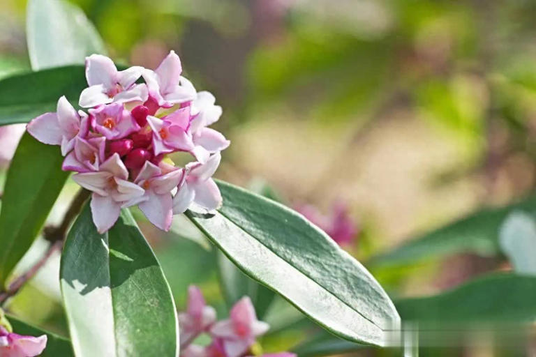 5 loại hoa thanh lọc không khí trong nhà- Ảnh 1.