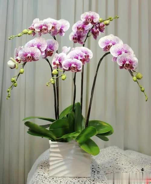 5 loại hoa thanh lọc không khí trong nhà- Ảnh 2.