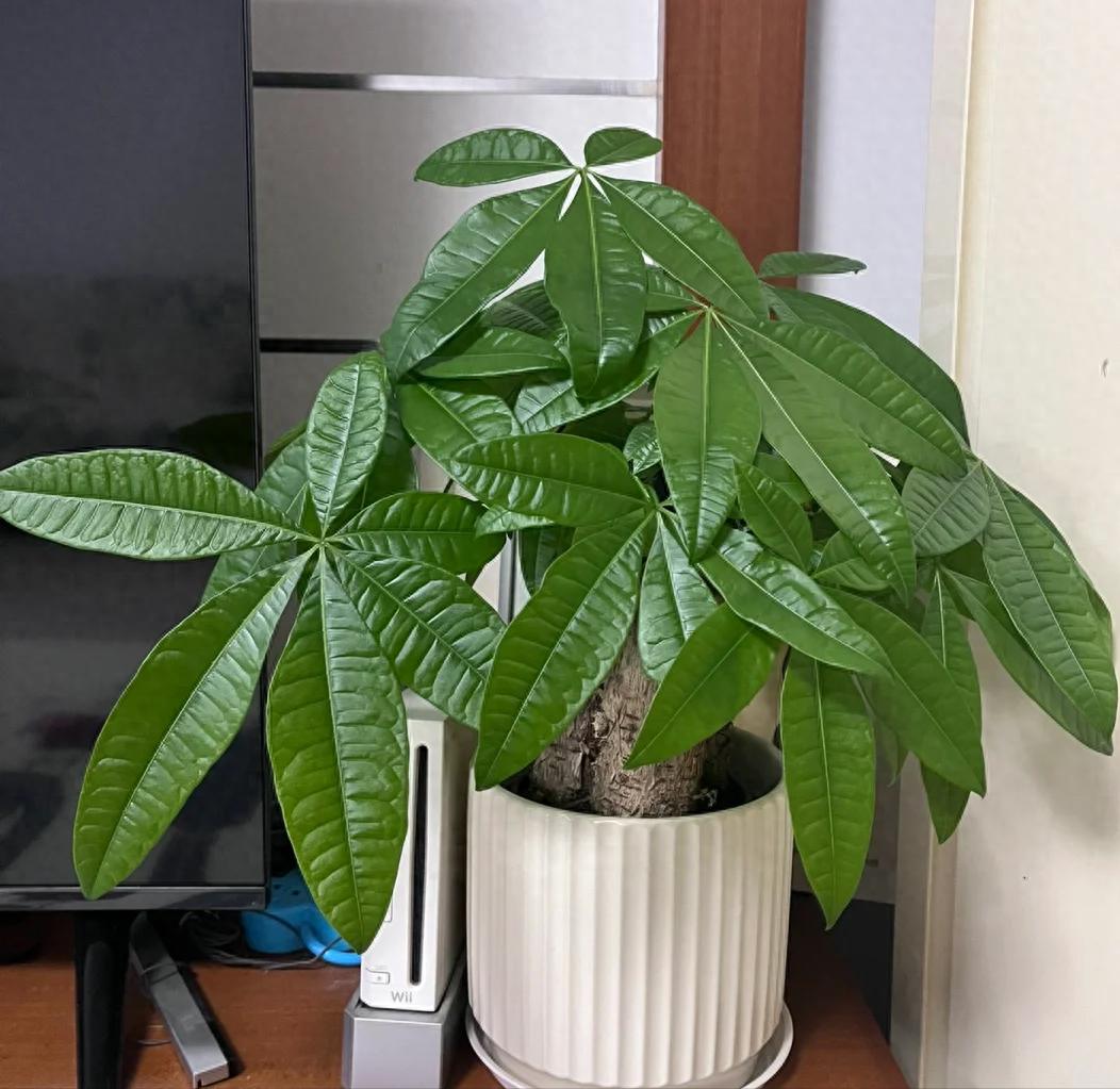 Tôi khuyên bạn hãy bỏ ngay cây kim ngân trong nhà, nếu không muốn “rước xui” và chỉ còn lại chậu đất trống- Ảnh 1. Tôi khuyên bạn hãy bỏ ngay cây kim ngân trong nhà, nếu không muốn “rước xui” và chỉ còn lại chậu đất trống- Ảnh 1.