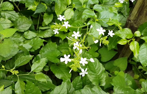 7 cây cảnh đẹp nhưng dễ dụ rắn đến nhà, nếu trồng phải đặc biệt lưu ý- Ảnh 4.