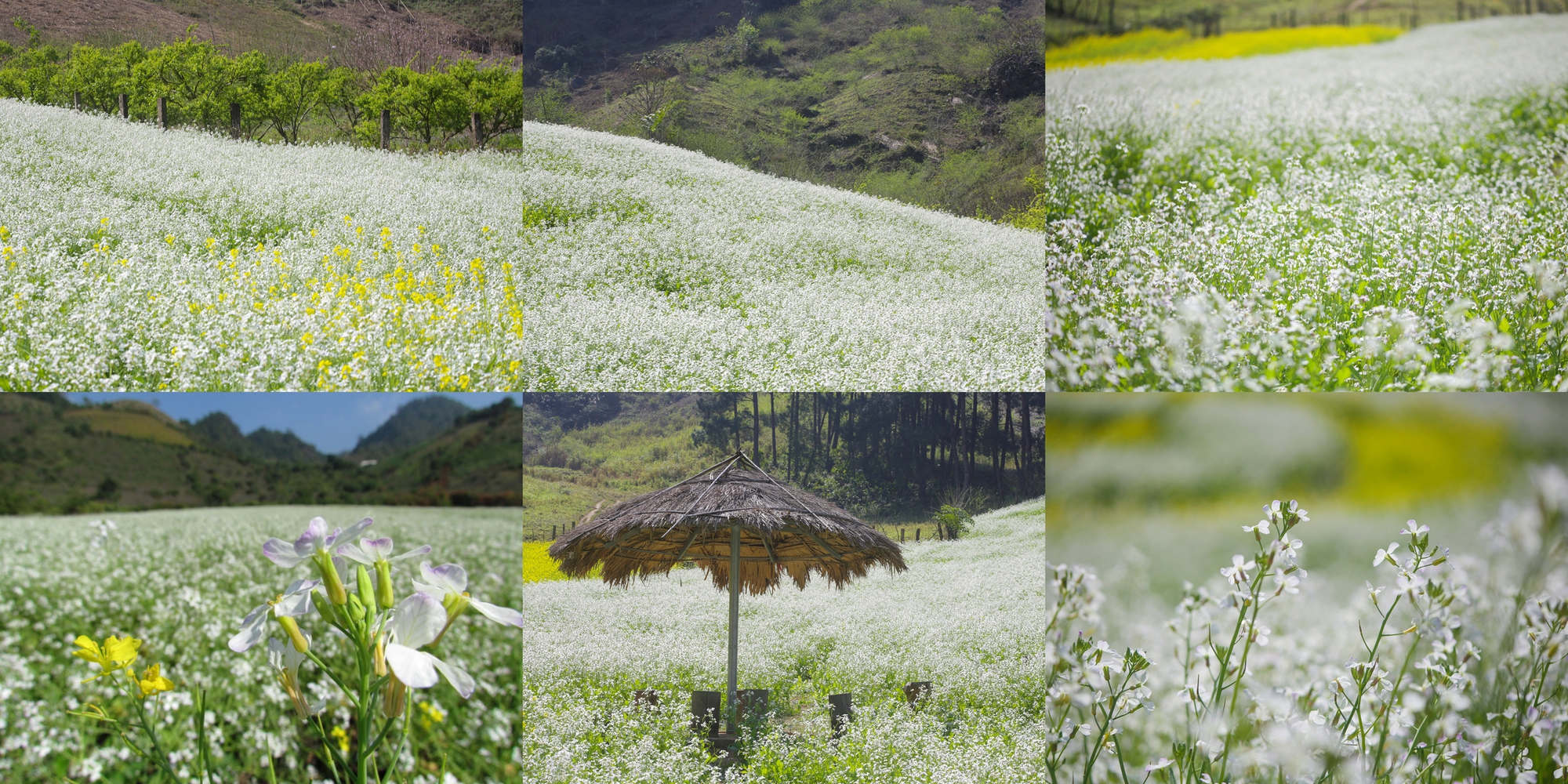 Quả mắc nhung là gì mà ai lên Sơn La cũng muốn thử một lần cho biết?- Ảnh 9.