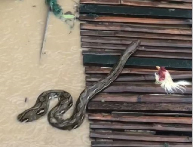 Người dân sốc nặng khi thấy cảnh tượng đáng sợ trong dòng nước lũ- Ảnh 1.