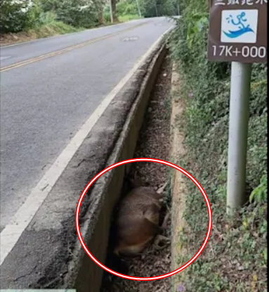 Con vật nặng hơn 100kg chết bất thường trong mương giữa dịch bệnh: Cư dân lo ngại, chính quyền vào cuộc- Ảnh 3. Con vật nặng hơn 100kg chết bất thường trong mương giữa dịch bệnh: Cư dân lo ngại, chính quyền vào cuộc- Ảnh 3.