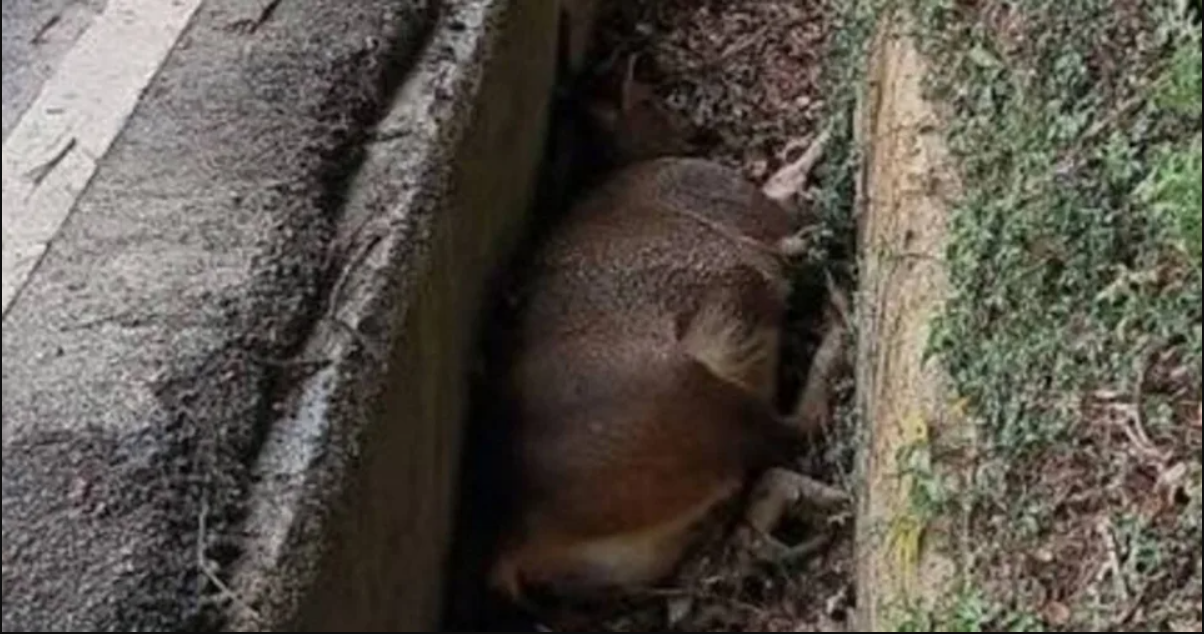 Con vật nặng hơn 100kg chết bất thường trong mương giữa dịch bệnh: Cư dân lo ngại, chính quyền vào cuộc- Ảnh 1. Con vật nặng hơn 100kg chết bất thường trong mương giữa dịch bệnh: Cư dân lo ngại, chính quyền vào cuộc- Ảnh 1.