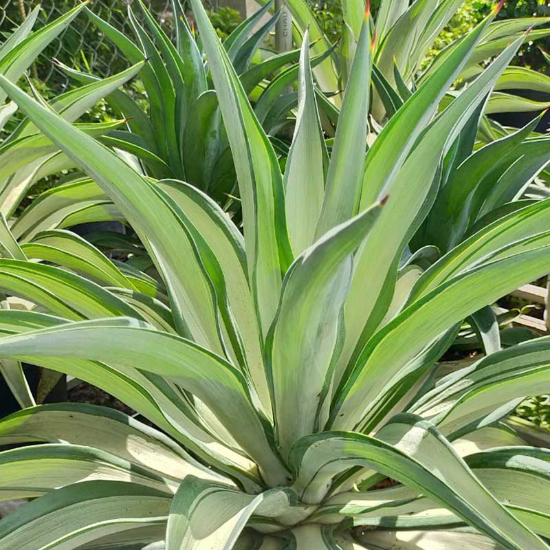 7 cây cảnh đẹp nhưng dễ dụ rắn đến nhà, nếu trồng phải đặc biệt lưu ý- Ảnh 3.