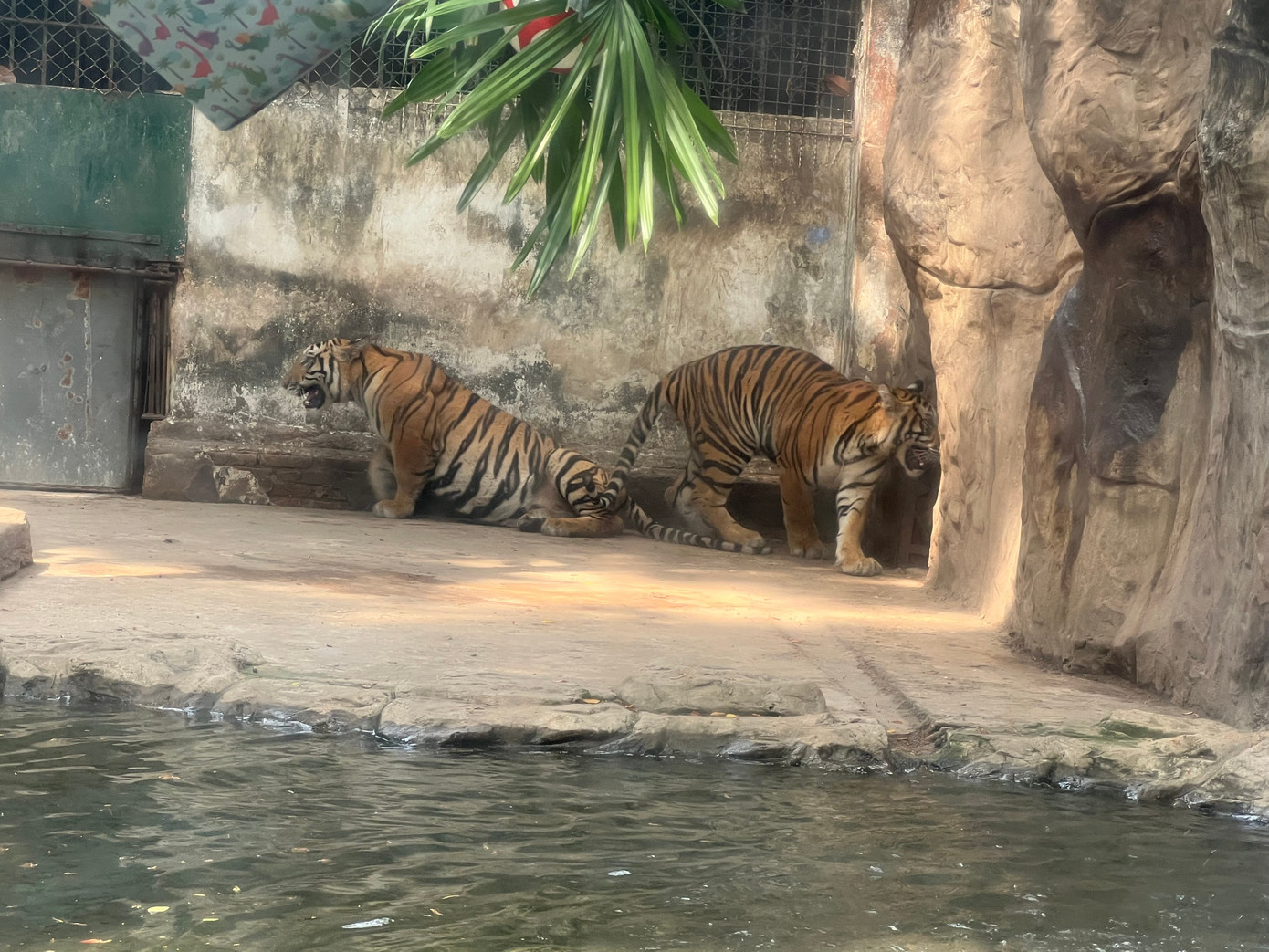 Những 'bé' thú quý hiếm chào đời ở Thảo Cầm Viên Sài Gòn- Ảnh 5.