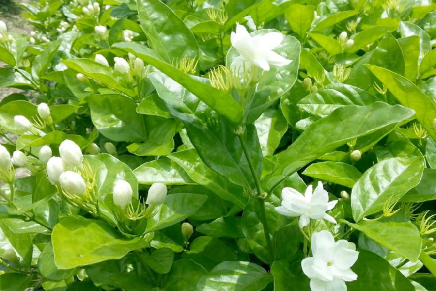 7 cây cảnh đẹp nhưng dễ dụ rắn đến nhà, nếu trồng phải đặc biệt lưu ý- Ảnh 2.