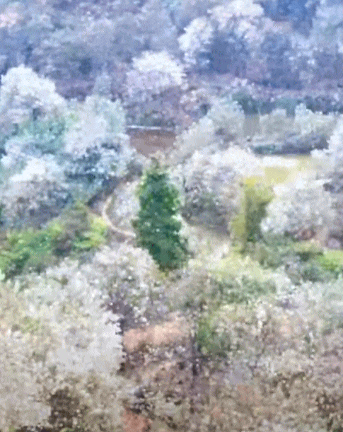 Quả mắc nhung là gì mà ai lên Sơn La cũng muốn thử một lần cho biết?- Ảnh 12.