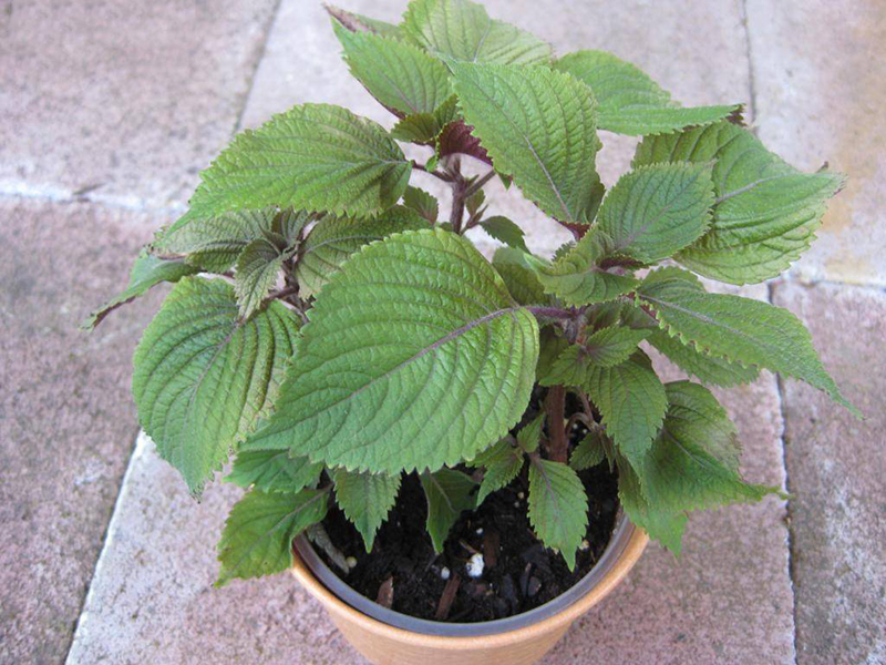 5 loại cây gia vị trong vườn vừa đuổi muỗi hiệu quả, vừa là thuốc quý: Rất dễ trồng- Ảnh 1. 5 loại cây gia vị trong vườn vừa đuổi muỗi hiệu quả, vừa là thuốc quý: Rất dễ trồng- Ảnh 1.