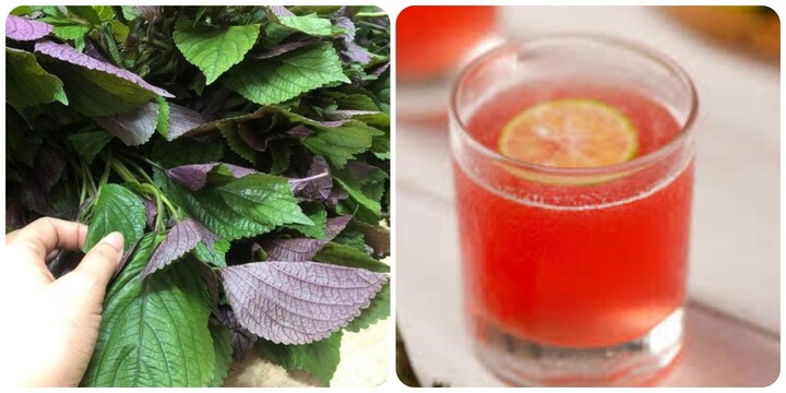 Uống nước lá tía tô hàng ngày có tác dụng gì?- Ảnh 1.