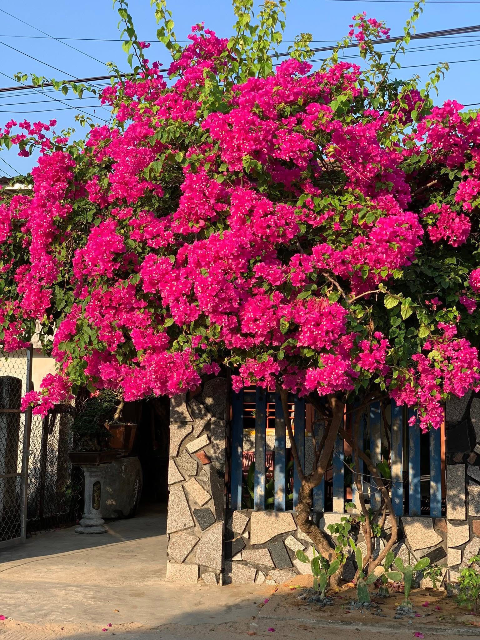 Rời Hà Nội về làng chài Phú Yên, cô gái 25 tuổi biến nhà thuê 2,1 triệu thành tổ ấm đẹp hơn cả resort- Ảnh 8. Rời Hà Nội về làng chài Phú Yên, cô gái 25 tuổi biến nhà thuê 2,1 triệu thành tổ ấm đẹp hơn cả resort- Ảnh 8.