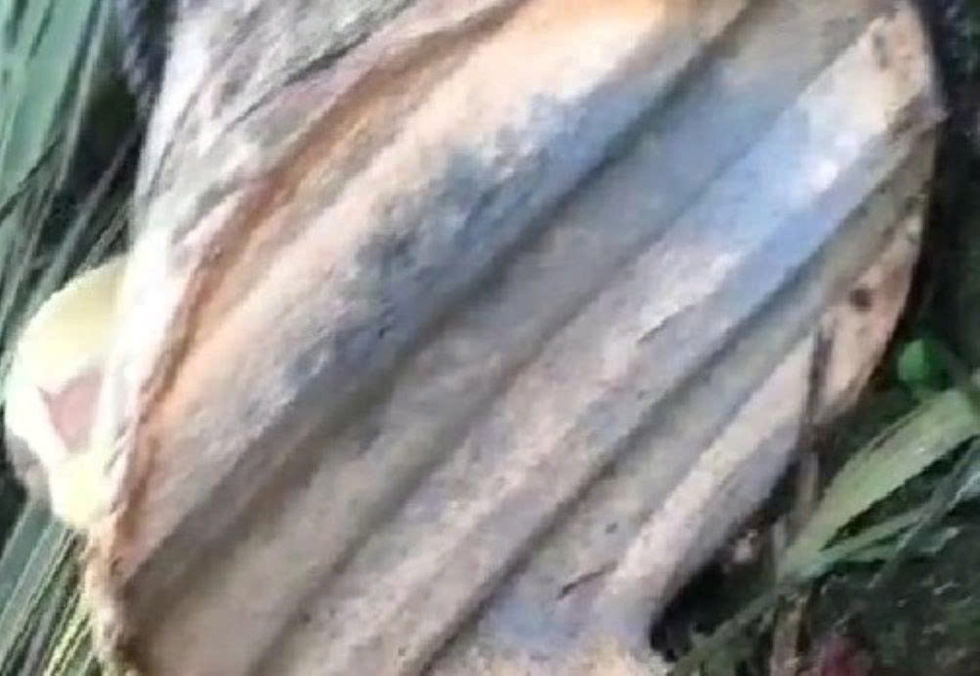 Thực hư clip 6 triệu view ‘tôn bay cắt đứt cây dừa’- Ảnh 3.