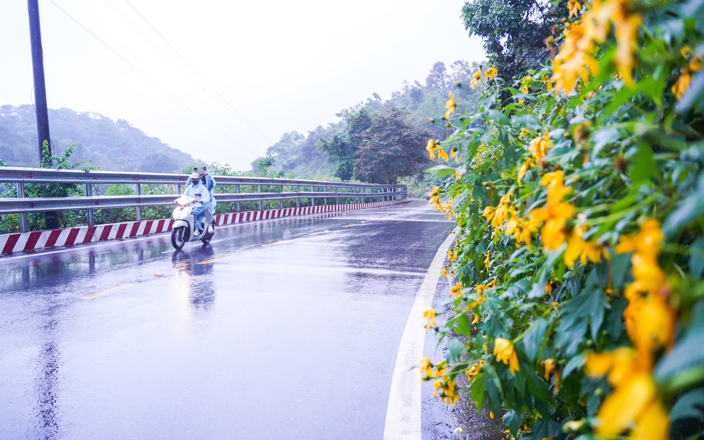 Bạn trẻ vượt 100 km lên Ba Vì chụp hoa dã quỳ trong mưa rét- Ảnh 4.