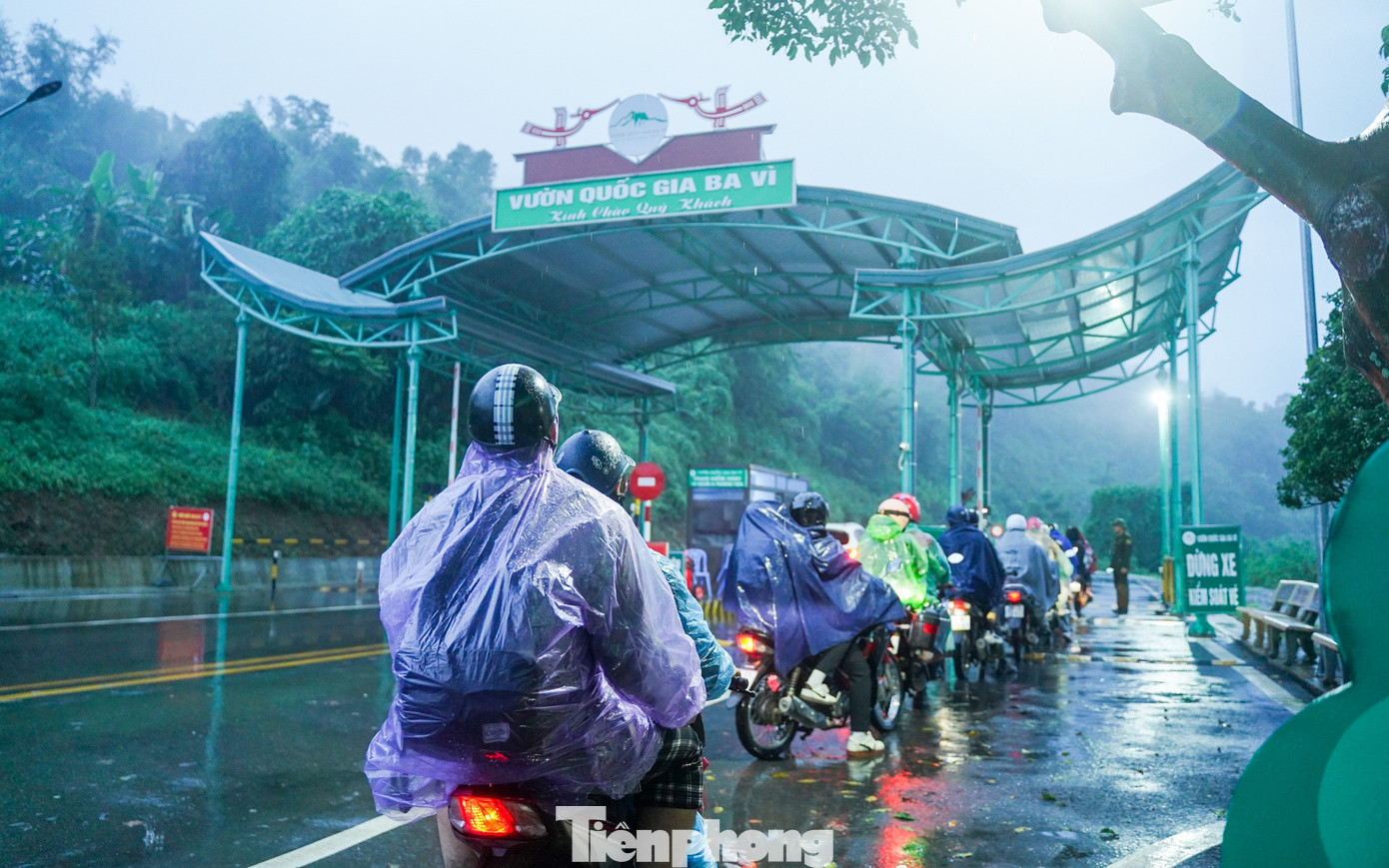 Bạn trẻ vượt 100 km lên Ba Vì chụp hoa dã quỳ trong mưa rét- Ảnh 3.