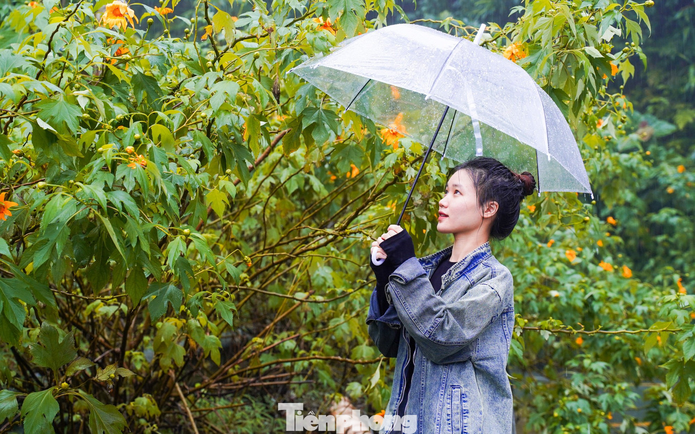 Bạn trẻ vượt 100 km lên Ba Vì chụp hoa dã quỳ trong mưa rét- Ảnh 10.